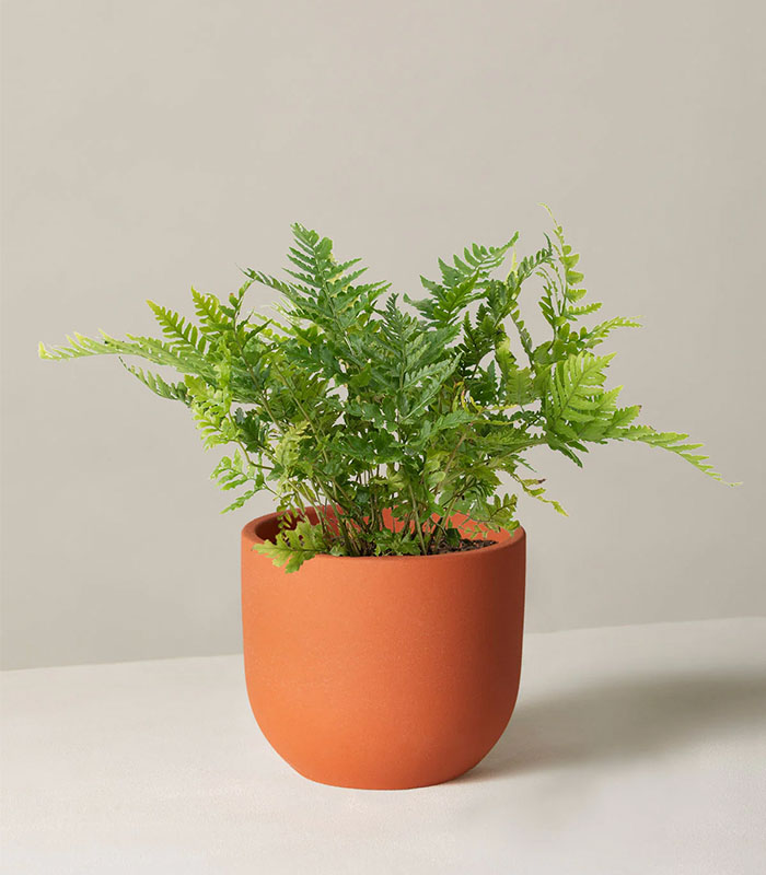w-indoor-plants-medium-2-0