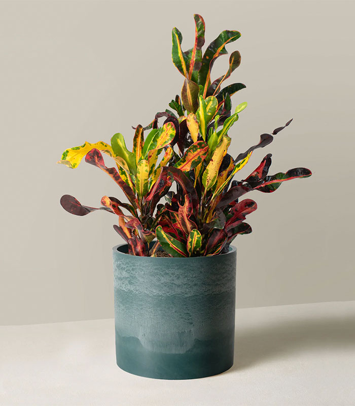 w-indoor-plants-medium-4-0