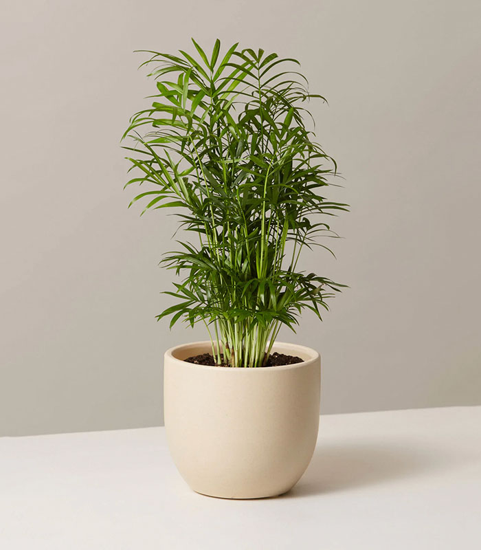 w-indoor-plants-medium-6-0