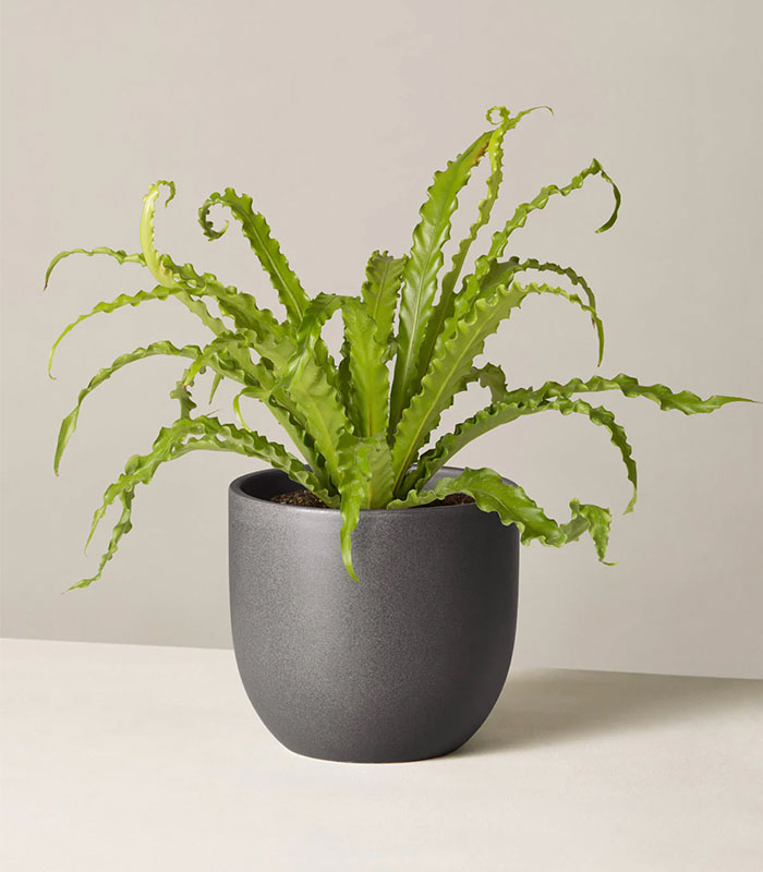w-indoor-plants-medium-8-0