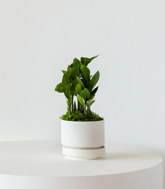 w-indoor-plants-small-11-0